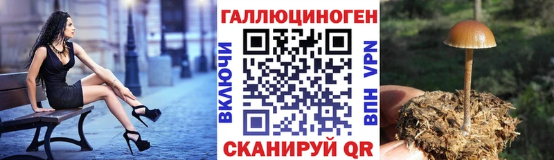 Псилоцибиновые грибы Psilocybe Ишим